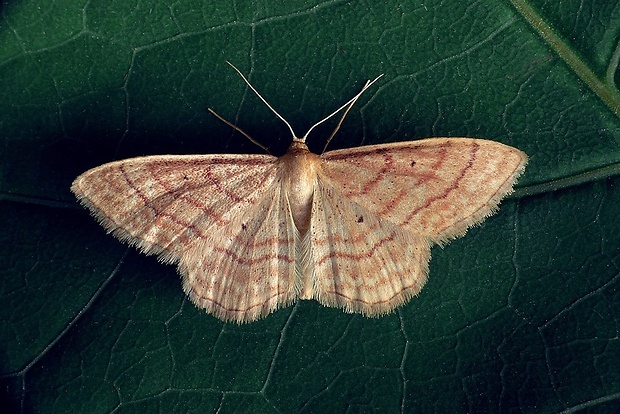 piadica hviezdicová (sk) / žlutokřídlec hnědočárný (cz) Idaea rufaria (Hübner, 1799)