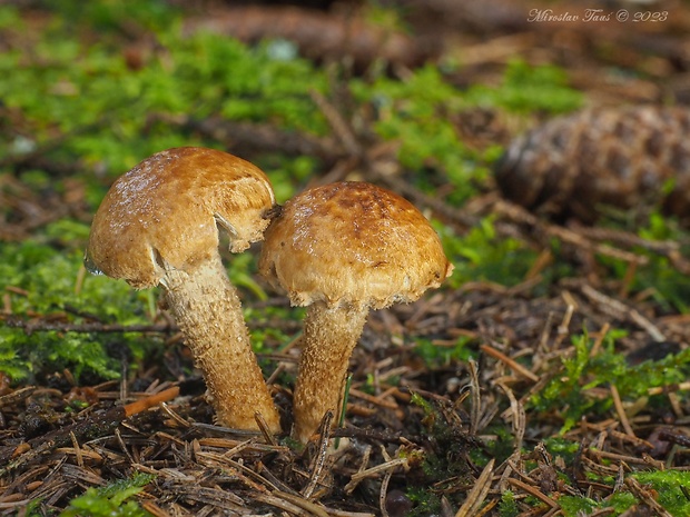 vláknica Inocybe terrigena  (Fr.) Kühner