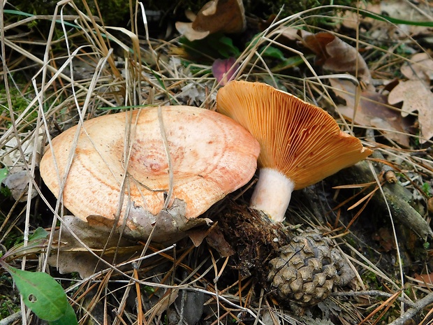 rýdzik pravý Lactarius deliciosus (L.) Gray