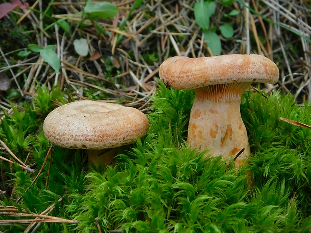 rýdzik pravý Lactarius deliciosus (L.) Gray