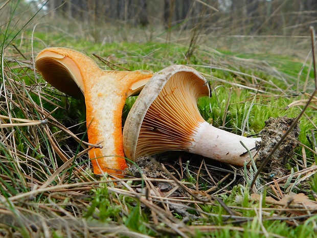 rýdzik hrdzavohnedý Lactarius quieticolor Romagn.