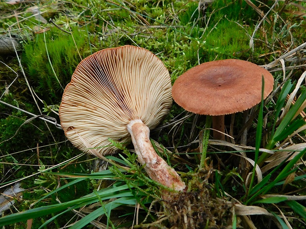 rýdzik ryšavý Lactarius rufus (Scop.) Fr.