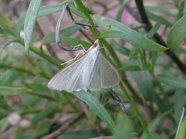 vijačka olivová  Palpita vitrealis