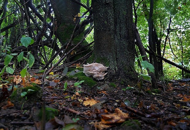 hliva buková Pleurotus pulmonarius (Fr.) Quél.