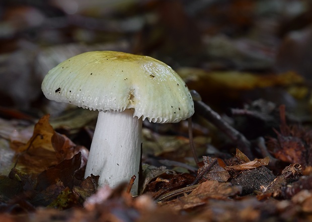 plávka slnečná Russula solaris Ferd. & Winge