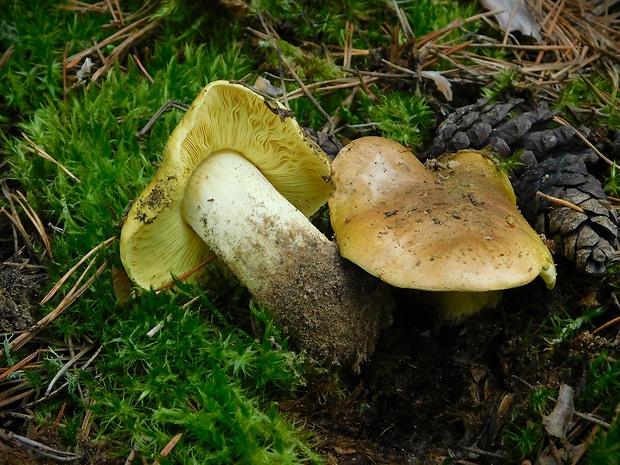 čírovka zelenkastá Tricholoma equestre (L.) P. Kumm.