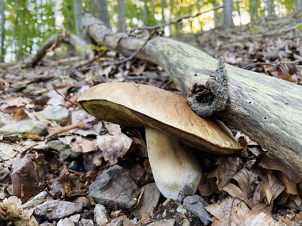 hríb dubový Boletus reticulatus Schaeff.