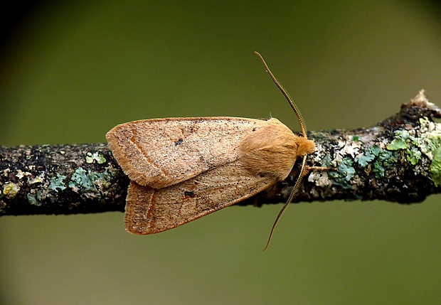 mora buková Agrochola macilenta