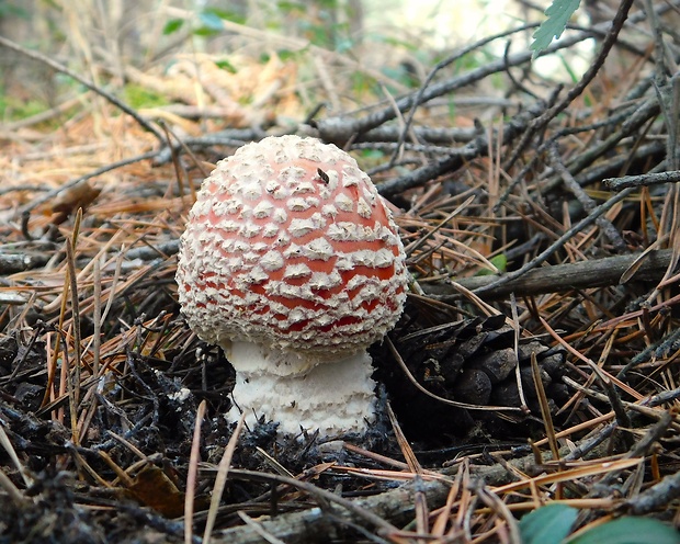 muchotrávka červená Amanita muscaria (L.) Lam.