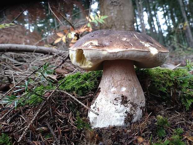 hríb smrekový Boletus edulis Bull.