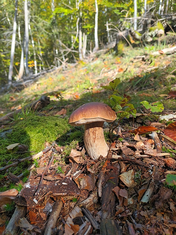 hríb smrekový Boletus edulis Bull.