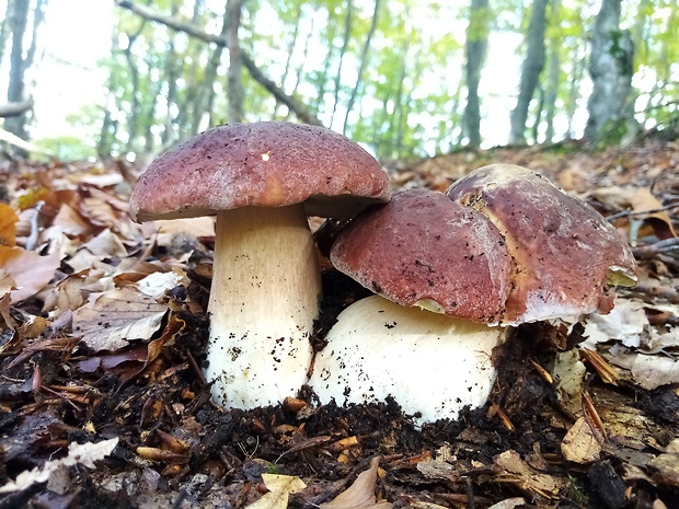 hríb sosnový Boletus pinophilus Pil. et Dermek in Pil.