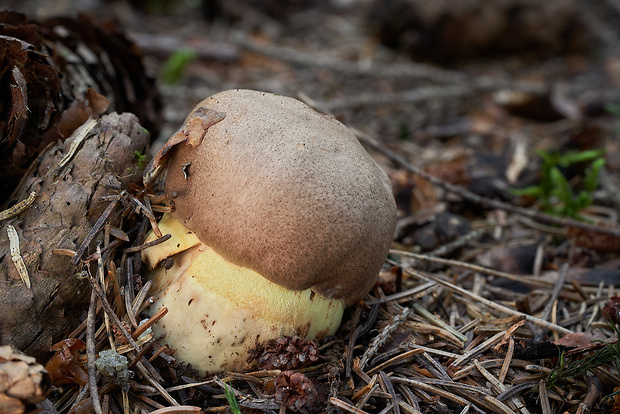 hríb horský Butyriboletus subappendiculatus (Dermek, Lazebn. & J. Veselský) D. Arora & J.L. Frank