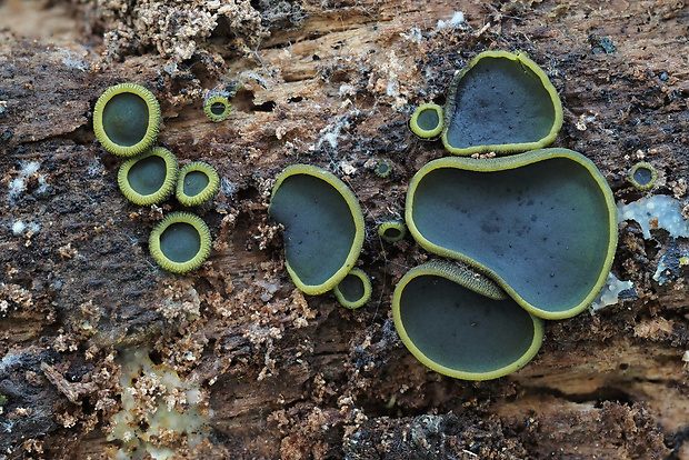 katinelka olivová Catinella olivacea (Batsch) Boud.