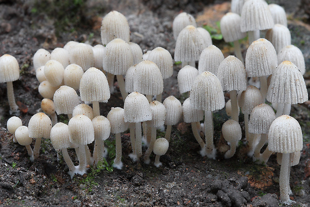 hnojník rozsiaty Coprinellus disseminatus (Pers.) J.E. Lange