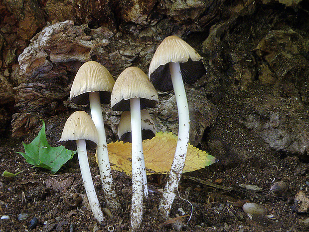 hnojník lesný Coprinus silvaticus Peck