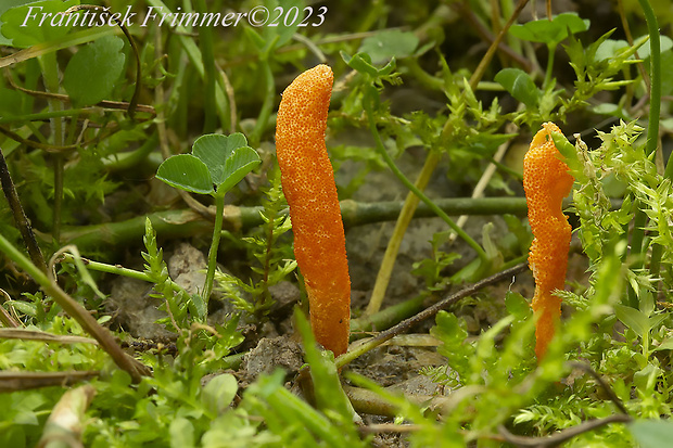 žezlovka hmyzová Cordyceps militaris (Fr.) Link