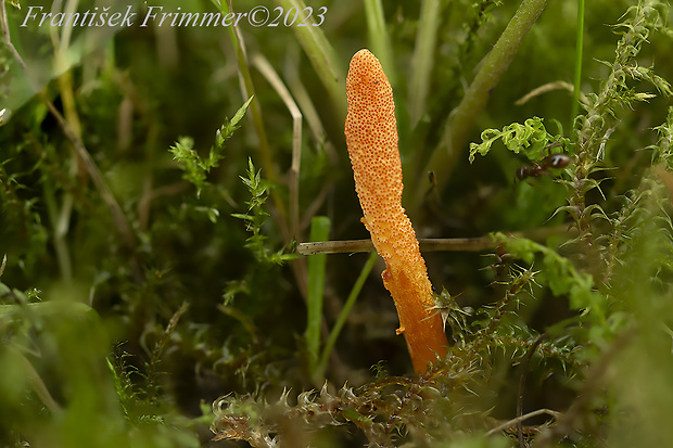 žezlovka hmyzová Cordyceps militaris (Fr.) Link