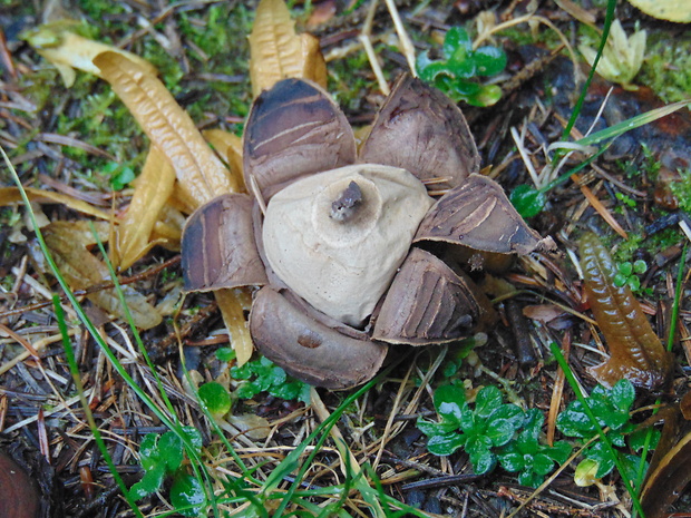 hviezdovka Geastrum sp.