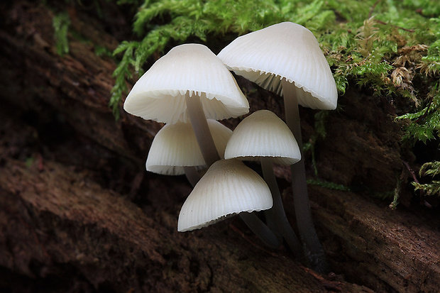 prilbička olivovožltá Mycena arcangeliana Bres.