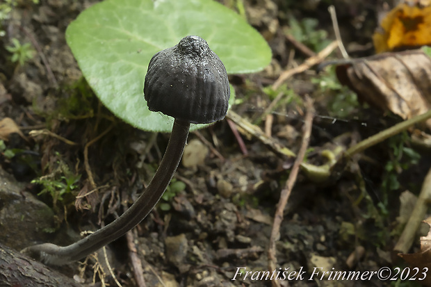 prilbička mliečna temná Mycena galopus var. nigra Rea,