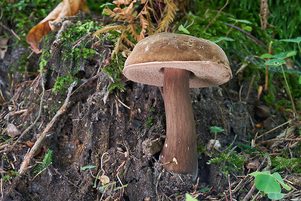 tmavohríb obyčajný Porphyrellus porphyrosporus (Fr. & Hök) E.-J. Gilbert