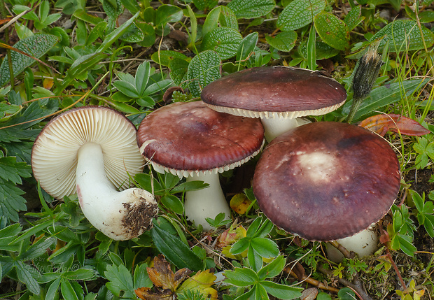 plávka nórska Russula laccata Huijsman