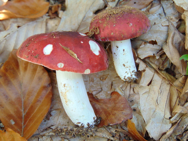 plávka Russula sp.