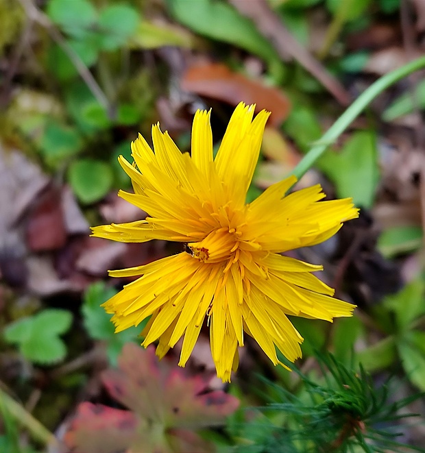 hadomor nízky Scorzonera humilis L.