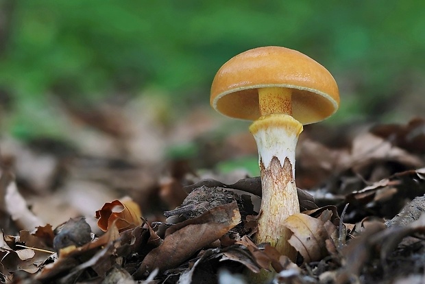 masliak smrekovcový Suillus grevillei (Klotzsch) Singer