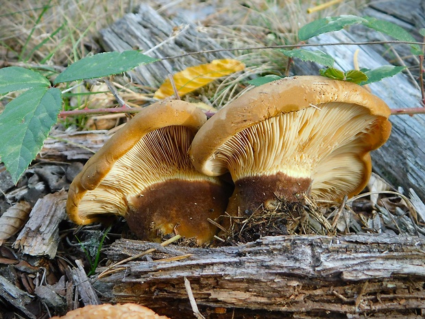 čechračka tmavohlúbiková Tapinella atrotomentosa (Batsch) Šutara