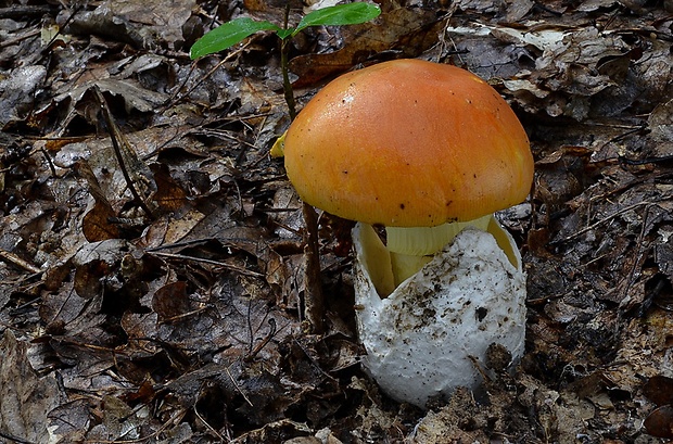 muchotrávka cisárska Amanita caesarea (Scop.) Pers.