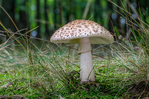 muchotrávka červenkastá Amanita rubescens Pers.