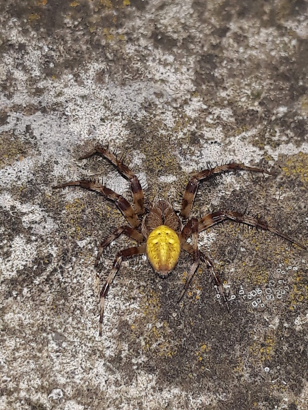 križiak štvorškvrnný (sk), křižák čtyřskvrnný (cz), ♂ Araneus quadratus Clerck, 1757