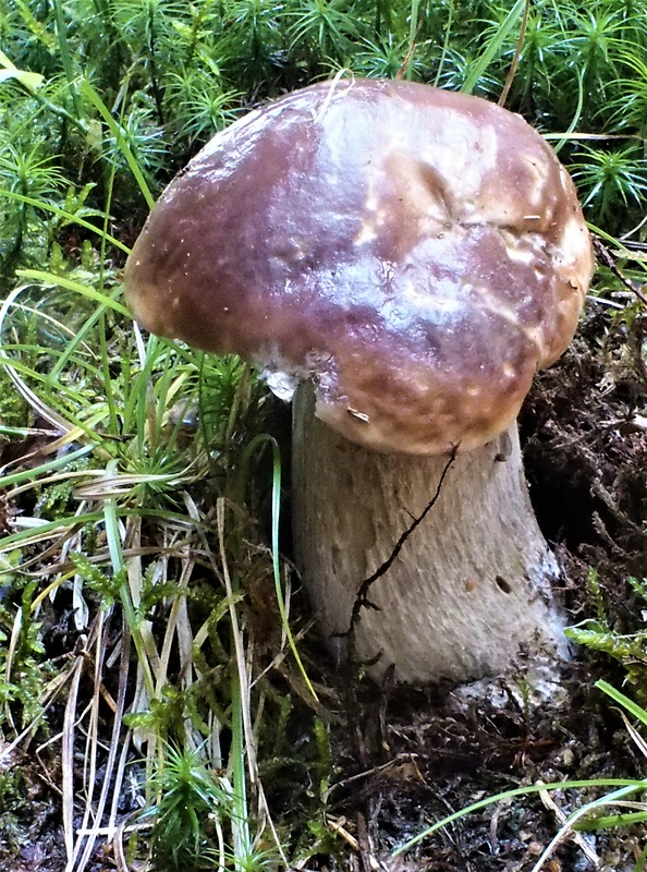 hríb smrekový Boletus edulis Bull.