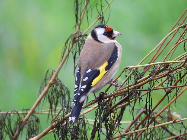 stehlík pestrý Carduelis carduelis