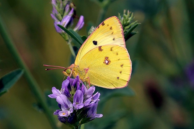 žltáčik ranostajový (sk) / žluťásek čičorečkový (cz) Colias hyale (Linnaeus, 1758)