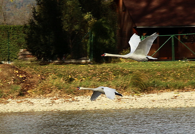 labuť hrbozobá Cygnus olor