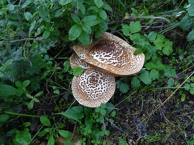 bedlička ostrošupinatá Echinoderma asperum (Pers.) Bon