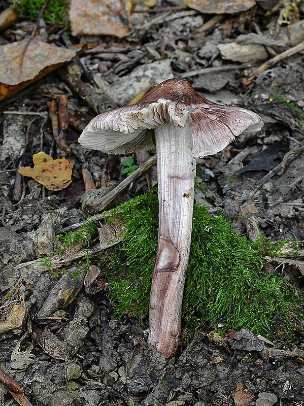 vláknica vínovohnedá Inosperma adaequatum (Britzelm.) Matheny & Esteve-Rav.