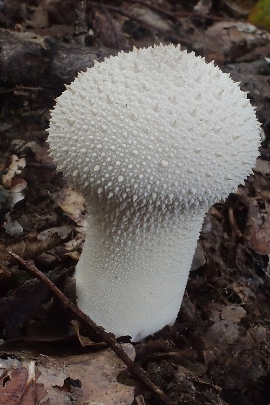 prášnica bradavičnatá Lycoperdon perlatum Pers.