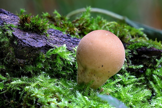 prášnica hruškovitá Lycoperdon pyriforme Schaeff.