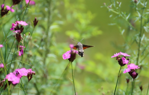 lišaj marinkový Macroglossum stellatarum