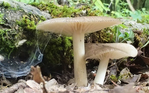 povraznica širokolupeňová Megacollybia platyphylla (Pers.) Kotl. & Pouzar