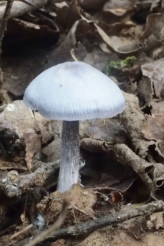 prilbička reďkovková Mycena pura (Pers.) P. Kumm.