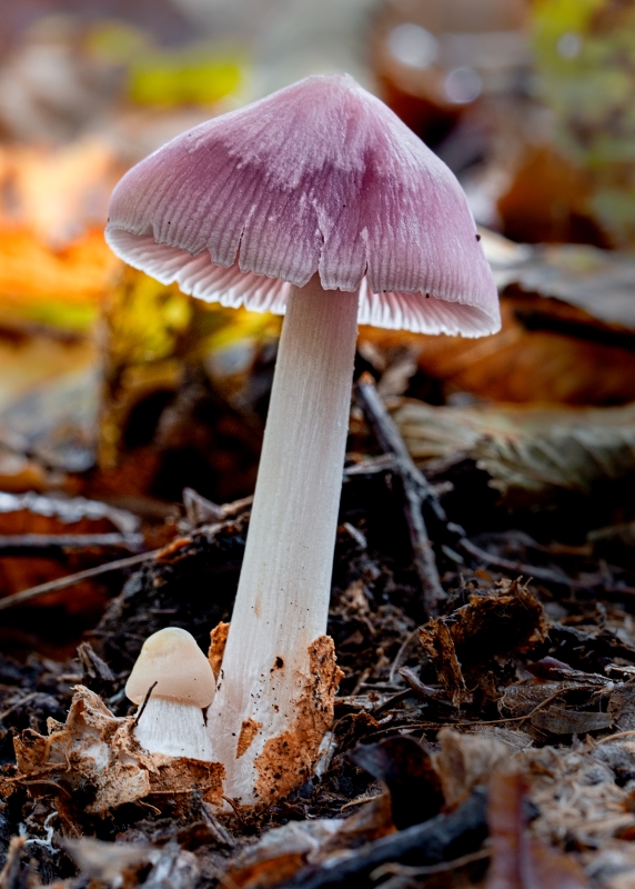 prilbička ružovkastá Mycena rosea Gramberg