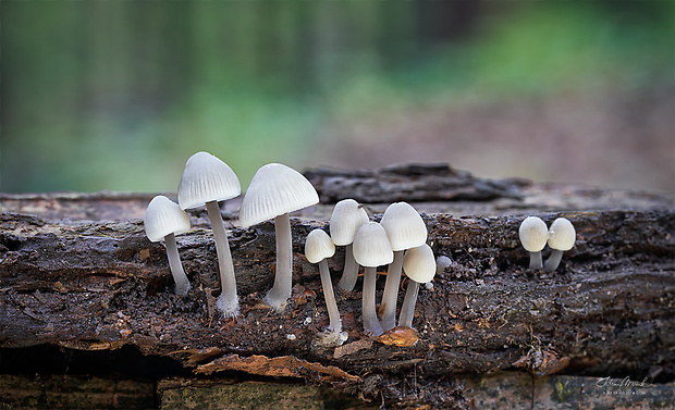 prilbička Mycena sp.