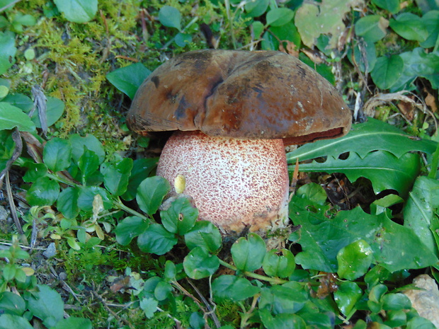 hríb zrnitohlúbikový červený Neoboletus luridiformis var. rubropileus (Dermek) Šutara