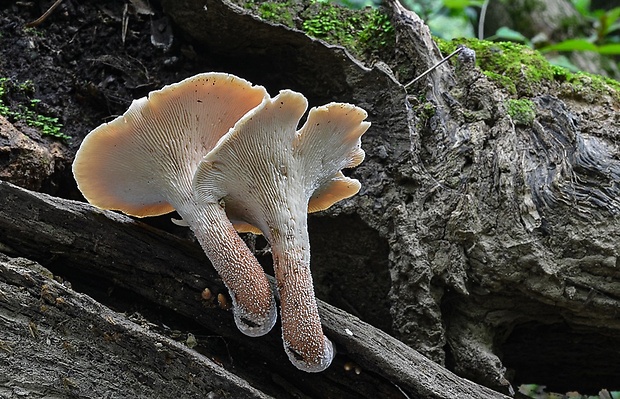 húževnatec pohárovitý Neolentinus schaefferi Redhead & Ginns