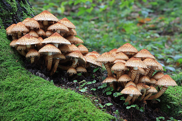 šupinovka šupinatá Pholiota squarrosa (Vahl) P. Kumm.